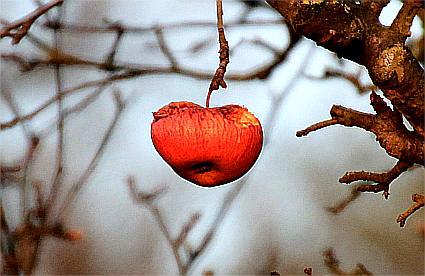 Ein Apfel im Baum bei Winterstimmung