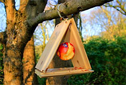 Ein Apfel als Vogelfutter in einem kleinen Dreieck aus Holzplatten am Baum
