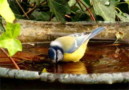Eine Blaumeise sitzt in einer Vogeltränke und trinkt etwas Wasserl