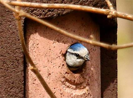 Eine Blaumeise schaut aus dem Einflugloch eines Nistkastens
