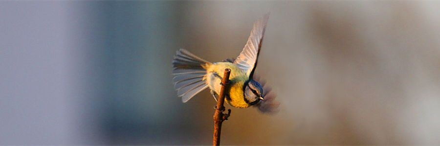Eine Blaumeise im Abflug von einem Zweig