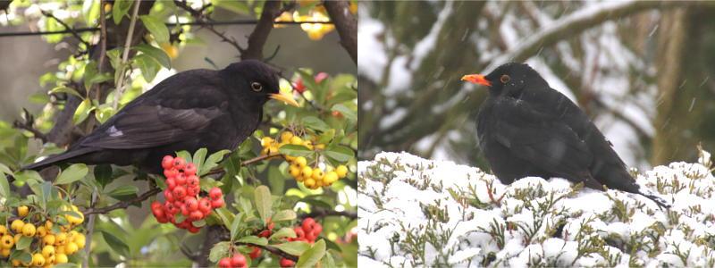 Eine Amsel sitzt in den Beeren, eine Amsel sitzt in der Hecke im Schnee