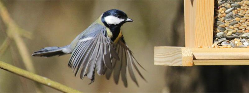 Eine Kohlmeise im Anflug an ein Silo-Vogelhaus