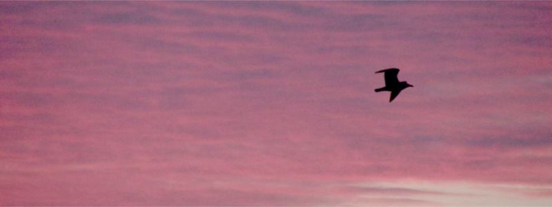 Eine Möwe segelt im Abendrot