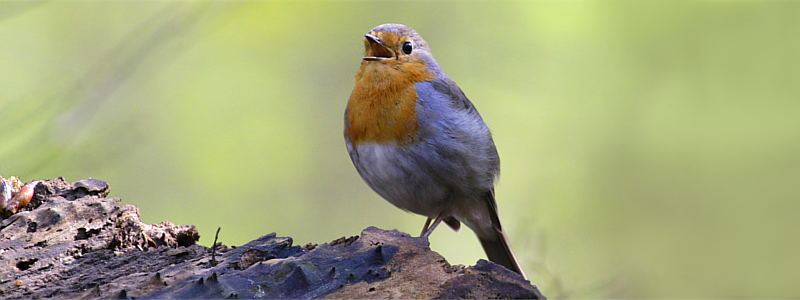 Ein Rotkehlchen sitzt auf einem Stein und singt