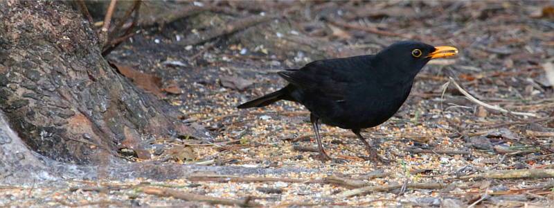 Eine Amsel sucht am Boden nach Futter