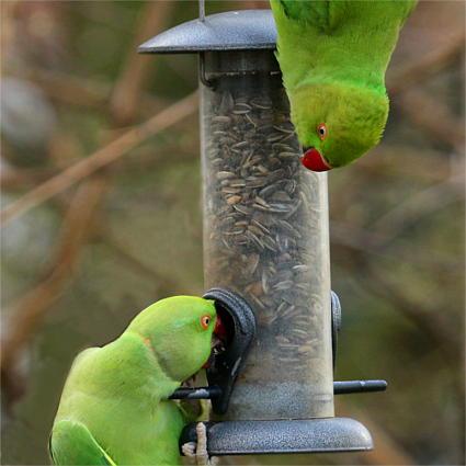 Zwei grüne Papageien (Halsbandsittiche) hängen an einem Futterspender und fressen Sonnenblumenkerne