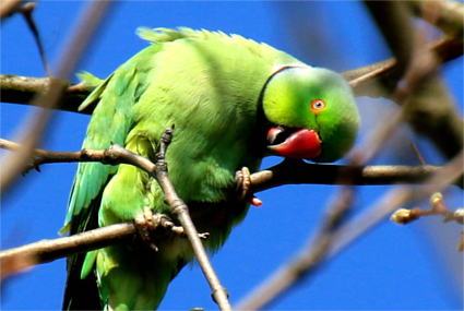 Ein grüner Papagei in einem Baum im Süden Kölns