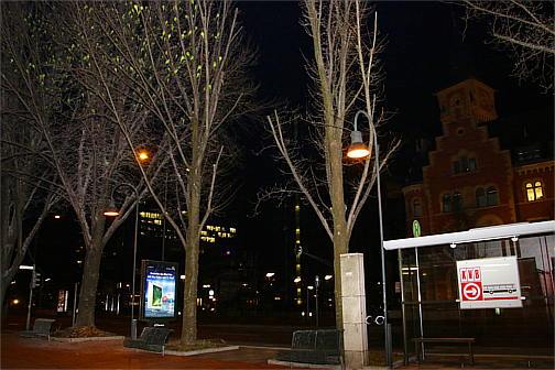 Schlafbäume der Halsbandsittiche an der Bushaltestelle Rheinauhafen bei Nacht