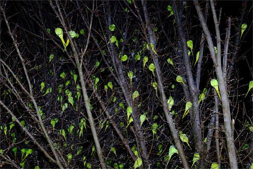Viele grüne Halsbandsittiche sitzen in ihrem Schlafbaum