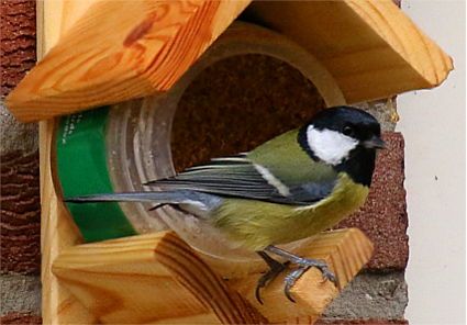 Eine Kohlmeise sitzt am Mini-Vogelhaus, bestückt mit einem Topf Fettfutter