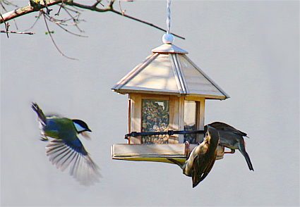 Eine Kohlmeise im Anflug an ein kleines hängendes Vogelhaus, an dem bereits zwei Spatzen sitzen