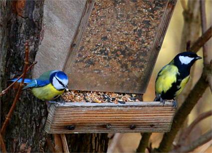 Eine Kohlmeise und eine Blaumeise fressen gemeinsam am Vogelhaus