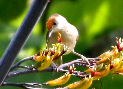 Ein Mönchsgrasmücken-Weibchen sitzt auf einem Zweig an einer Blüte
