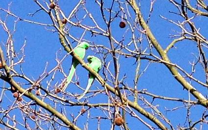 Grüne Papageien sitzen in einem Baum