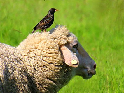 Ein Star (Vogel) sitzt auf dem Kopf eines Schafes