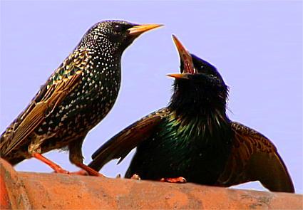 Zwei Stare (Vögel) sitzen singend auf Dachfirst