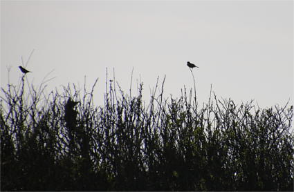 Zwei kleine Vögel sitzen in einiger Entfernung auf Zweigspitzen in der Dämmerung